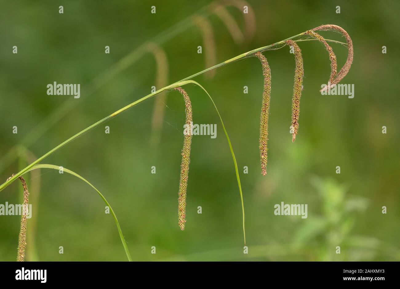 Carex, Carex pendula tombantes, en fleurs en forêt humide, dans le Dorset. Banque D'Images