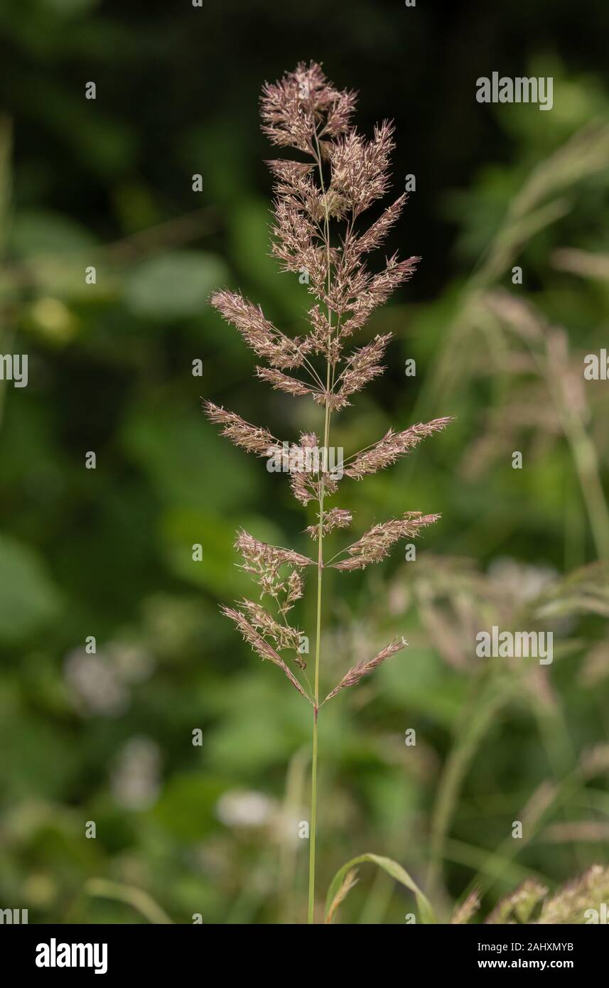 Petit bois-reed ou Bushgrass, Calamagrostis epigejos, en fleurs en forêt humide ride. Le Dorset. Banque D'Images