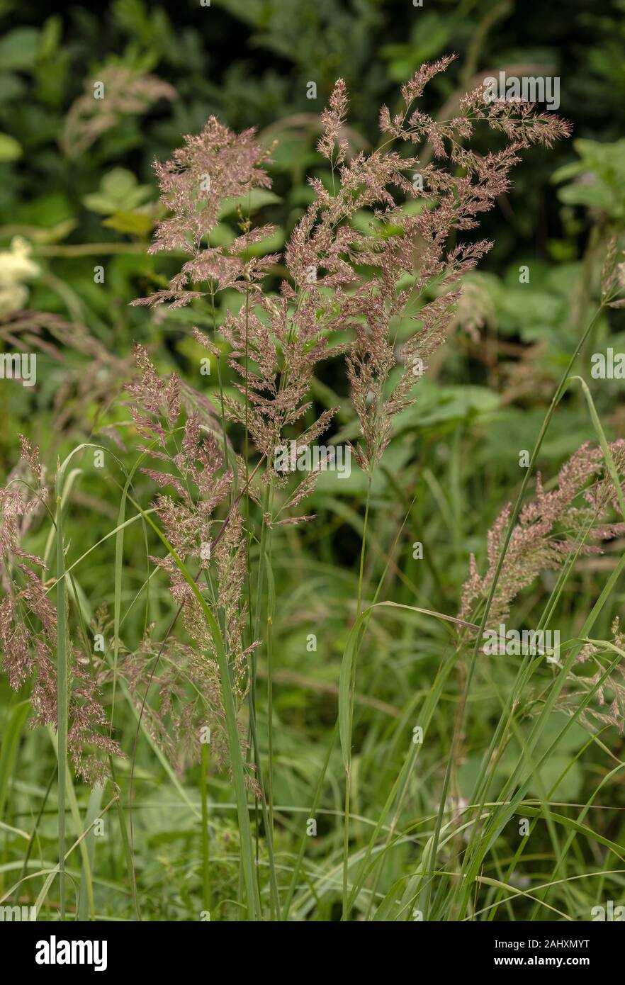 Petit bois-reed ou Bushgrass, Calamagrostis epigejos, en fleurs en forêt humide ride. Le Dorset. Banque D'Images