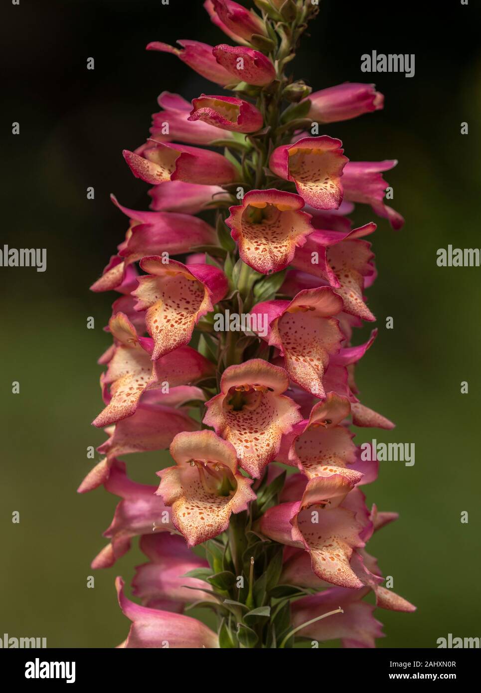 Digitalis 'Foxlight Rose Ivoire' en fleur dans le jardin. Banque D'Images