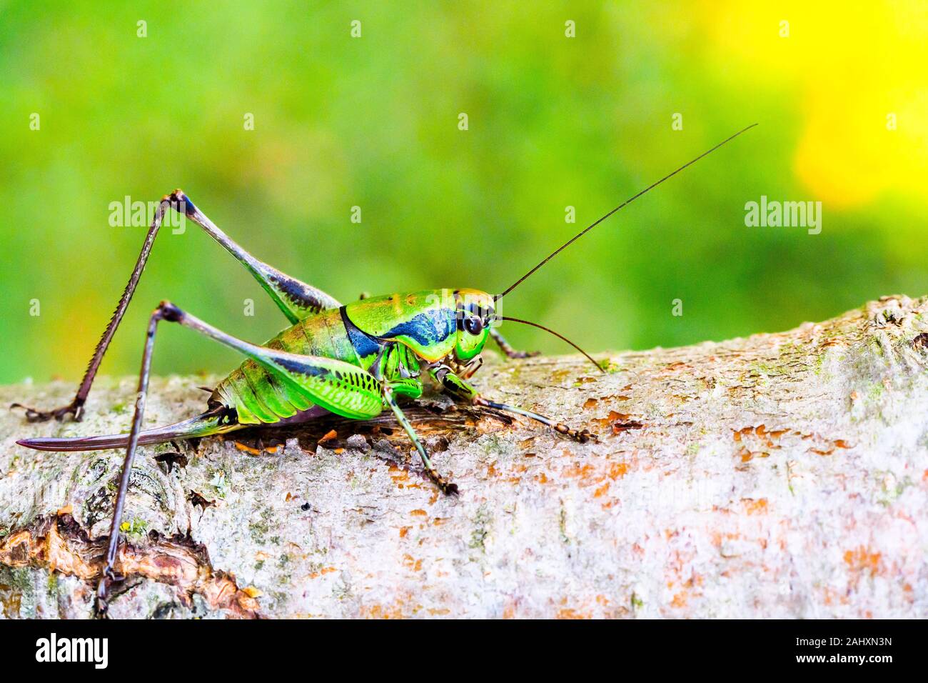 Roesel's bush-cricket (Metrioptera roeselii) Banque D'Images