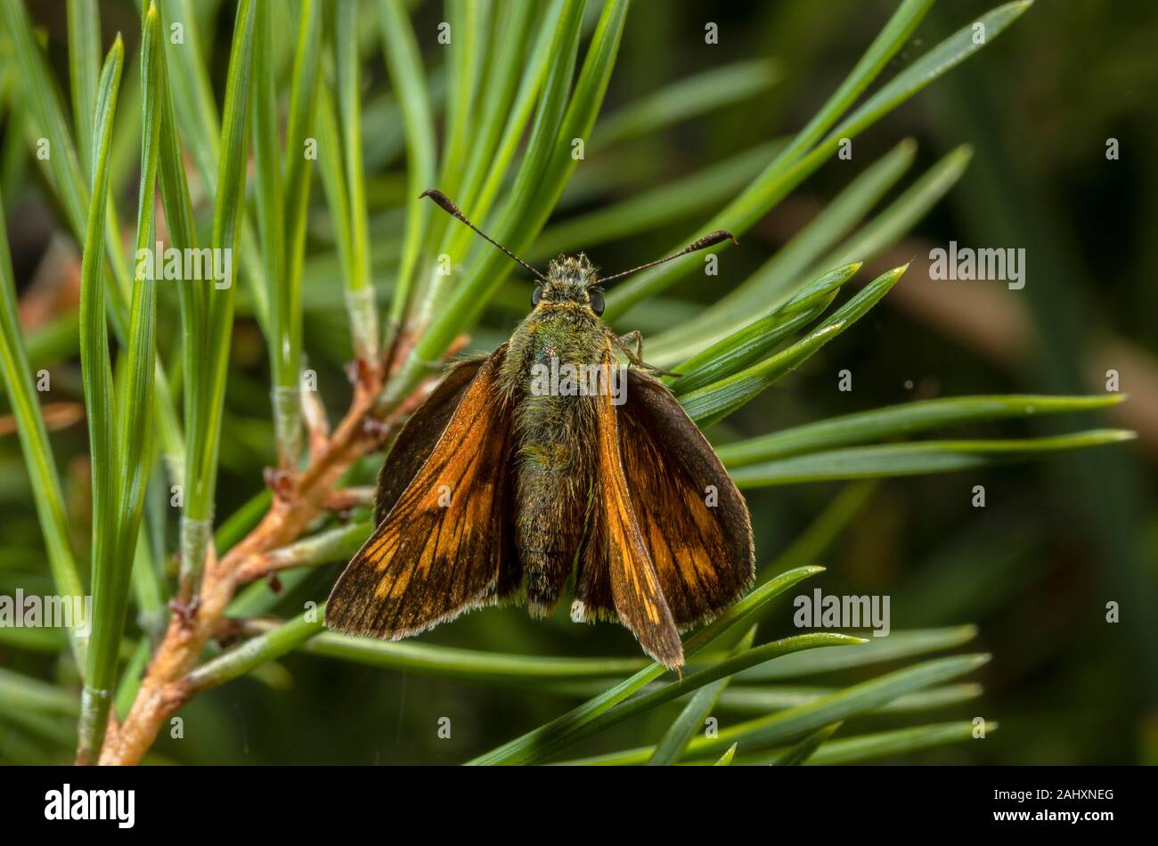 Femme Grand Skipper, Ochlodes sylvanus s'installe sur la branche de pin, Dorset. Banque D'Images