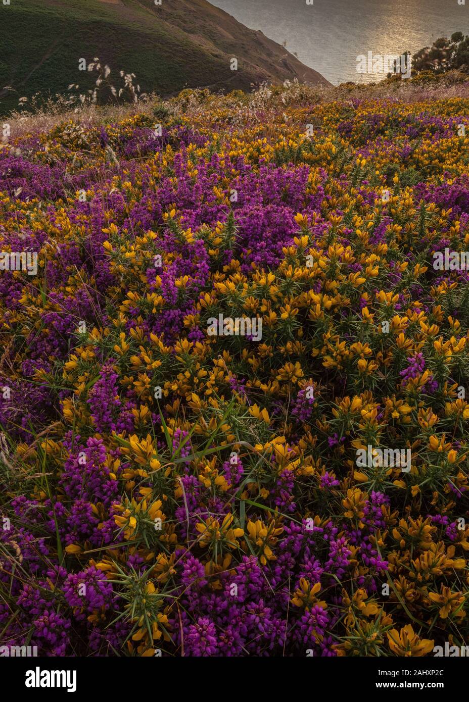 Heather et Dwarf Gorse amarre en fleur sur la côte nord d'Exmoor, près de Minehead. Somerset. Soir. Banque D'Images
