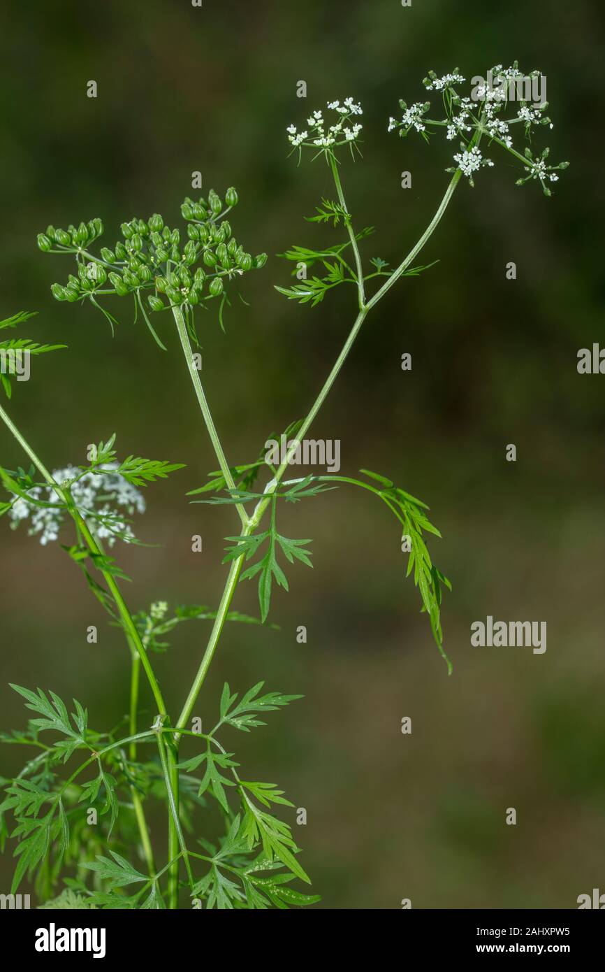 L'imbécile, persil Aethusa cynapium, en fleurs dans le jardin. Banque D'Images