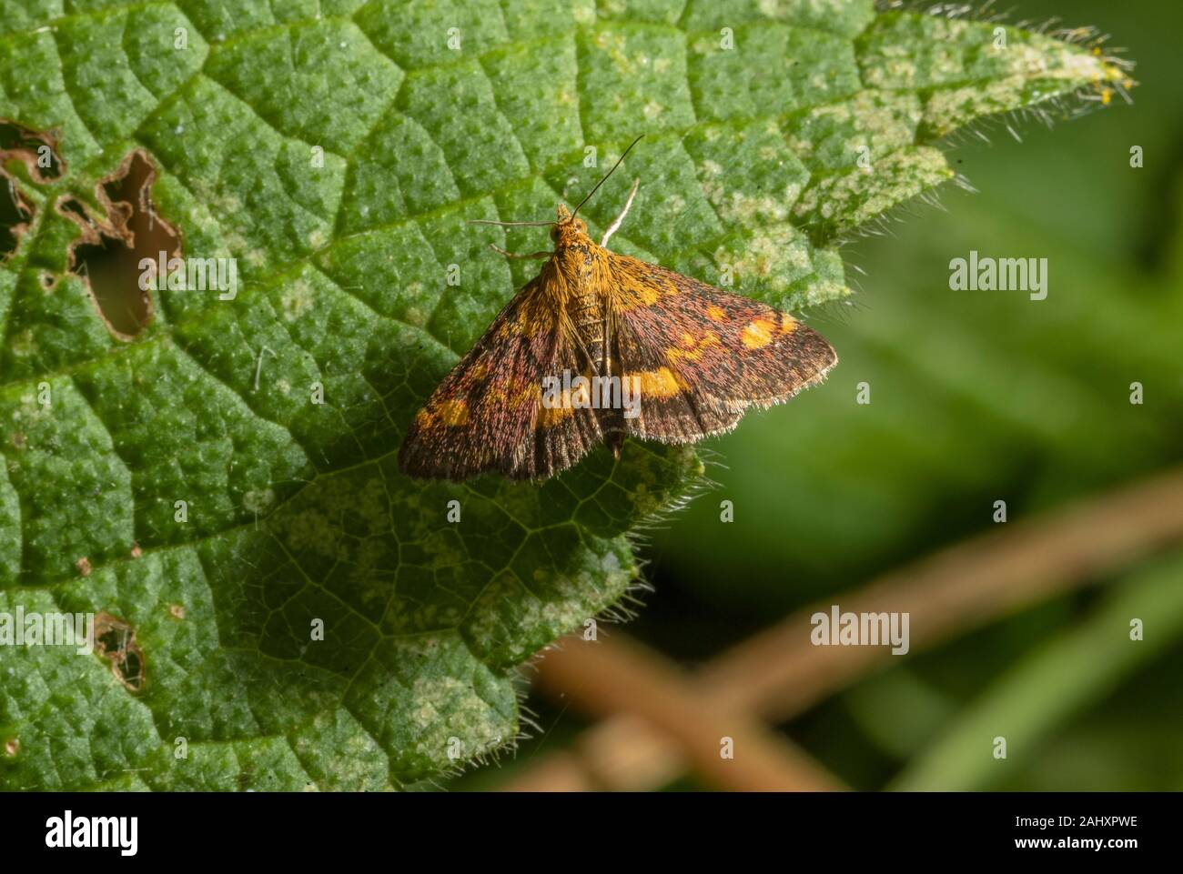 Petit violet et or, la menthe Pyrausta aurata, papillon, reposant sur la craie sur feuilles downland. Banque D'Images