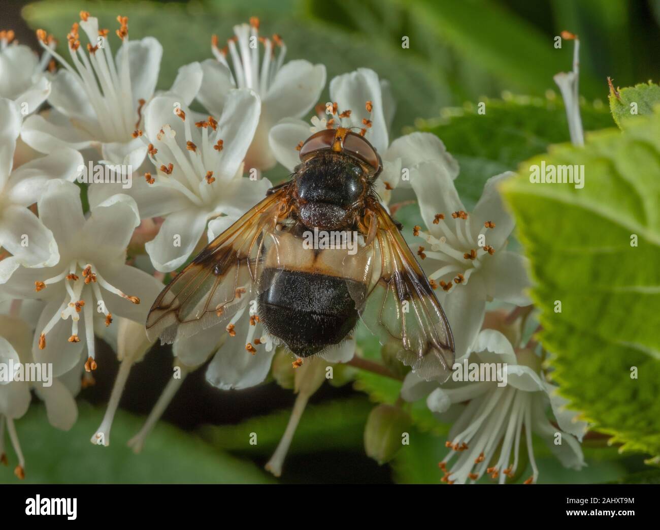 Volucella pellucens fly pellucide, visitant les fleurs de poivrons doux bush dans un jardin. Le Hampshire. Banque D'Images