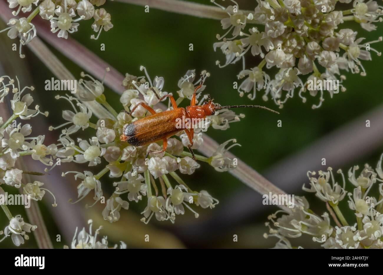 Les Coléoptères, Soldat rouge commun Rhagonycha fulva, se nourrissant d'Angelica fleurs. New Forest. Banque D'Images