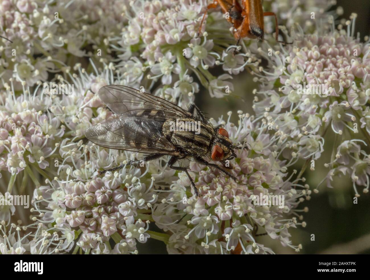 Sarcophaga carnaria, mouche à viande, en visitant les fleurs d'Angelica. Banque D'Images