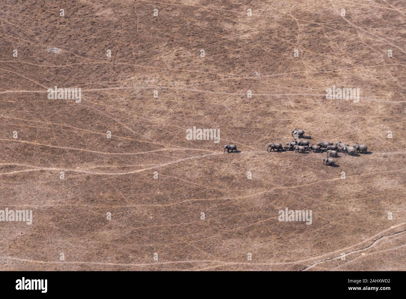 Troupeau d'éléphants de l'antenne de la marche dans les zones arides, la savane sèche, Moremi, Okavango Delta, Botswana Banque D'Images