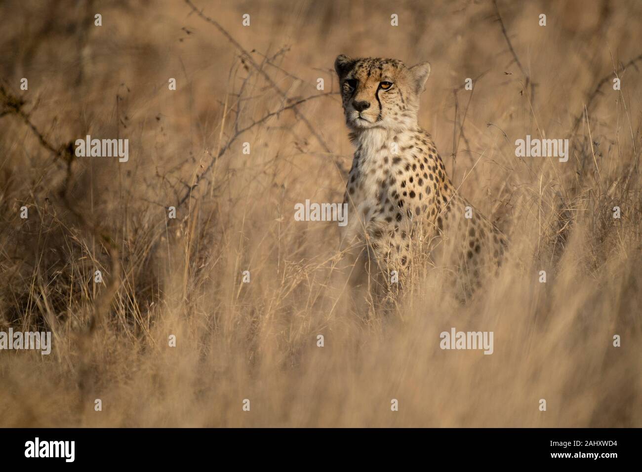 Le guépard, Acinonyx jubatus, Zimanga Game Reserve, Afrique du Sud Banque D'Images