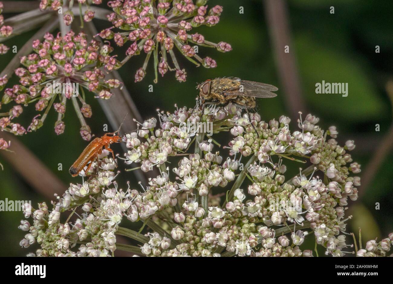 Cluster commun fly, Pollenia rudis - parasite sur les vers de terre - visite de l'Angelica de fleurs. Banque D'Images