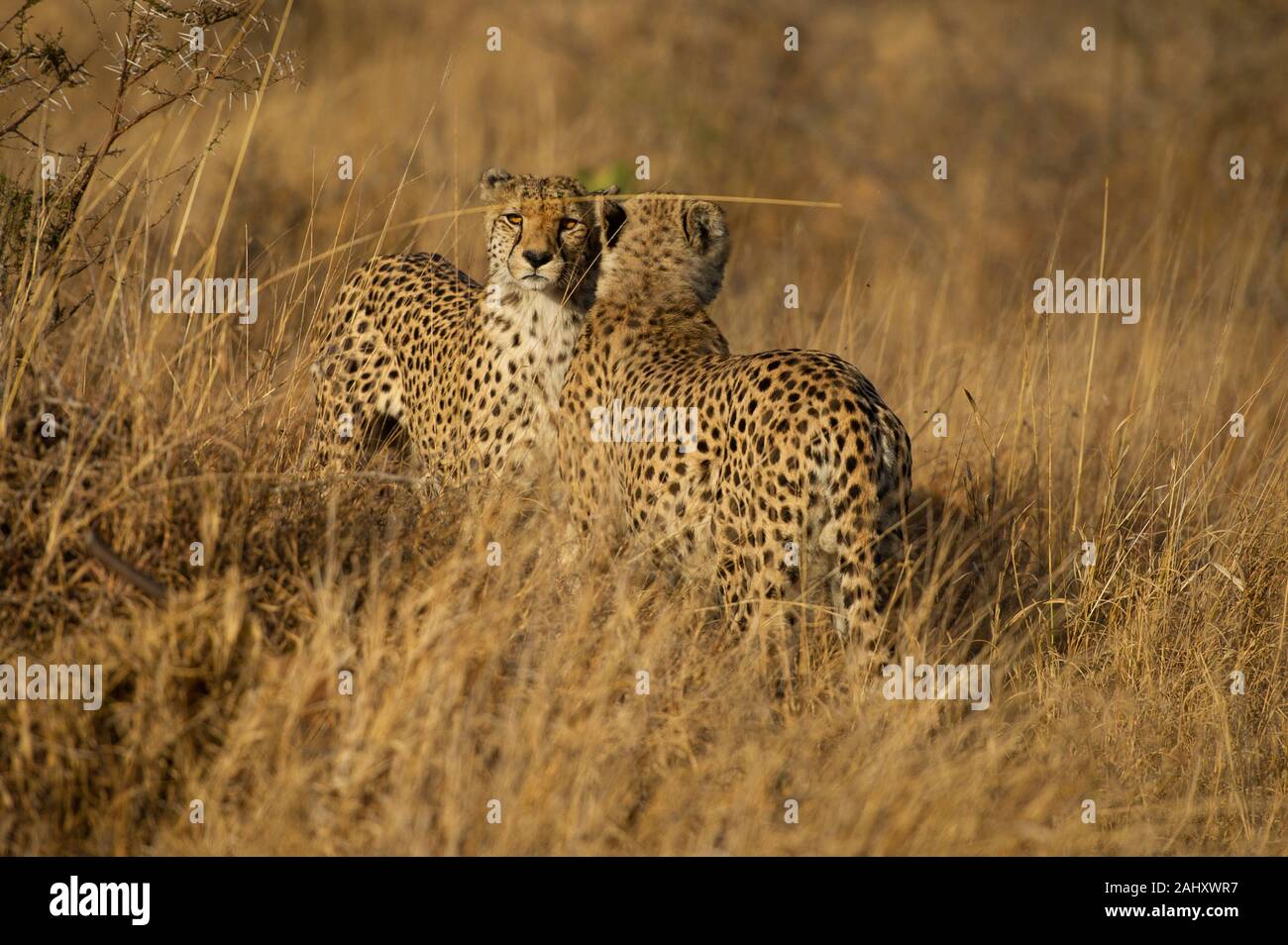 Frères guépard Acinonyx jubatus, coalition, Zimanga Game Reserve, Afrique du Sud Banque D'Images