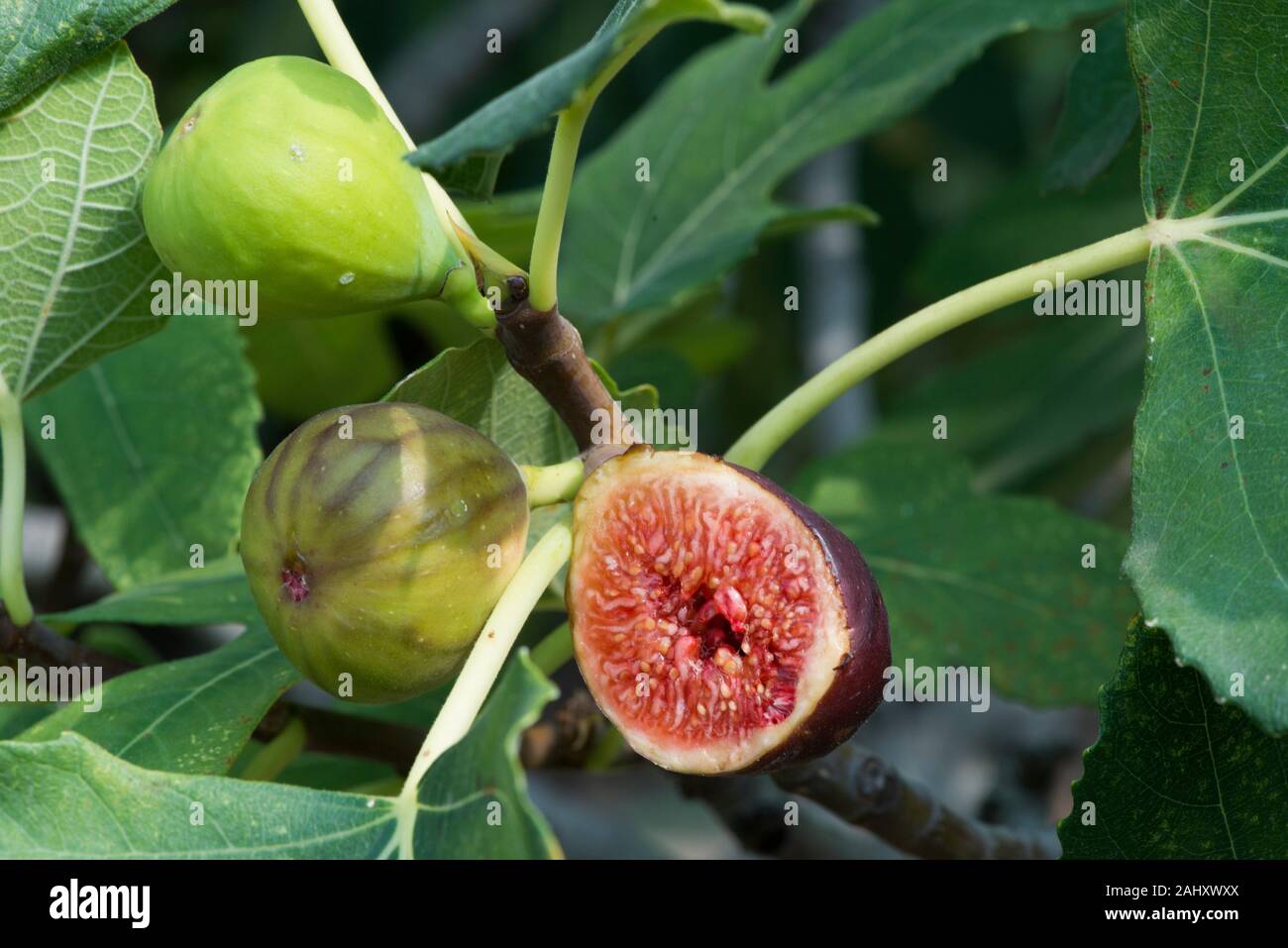 Fig sur fig tree entre les feuilles. Banque D'Images