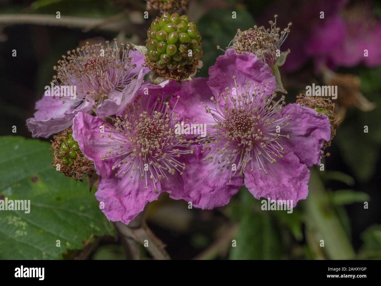 Belle formulaire rose de ronce, Rubus fruticosus en fleur. L'ajonc Alner, Dorset. Banque D'Images