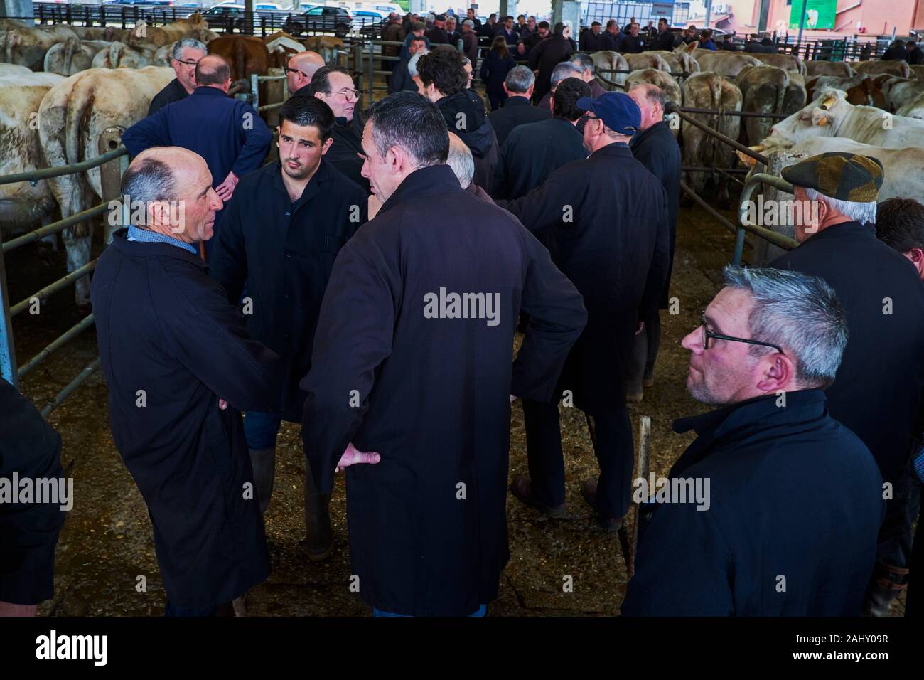 En France, en Saône-et-Loire (71), Saint-Christophe-en-Brionnais, vente de bovins, marché au bétail, la vente aux enchères des boeufs Charolais Banque D'Images