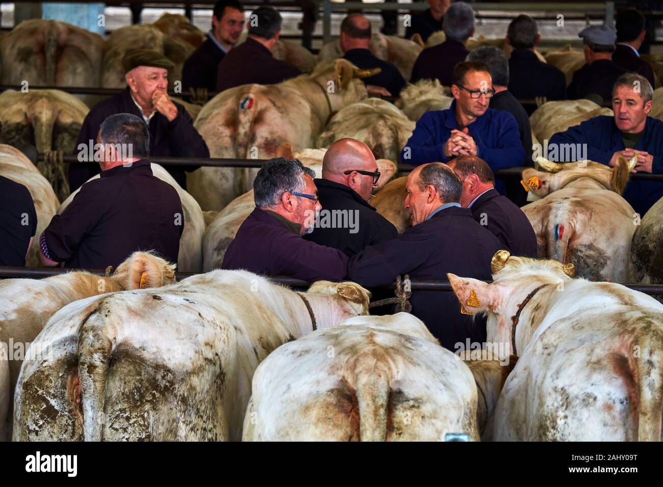 En France, en Saône-et-Loire (71), Saint-Christophe-en-Brionnais, vente de bovins, marché au bétail, la vente aux enchères des boeufs Charolais Banque D'Images