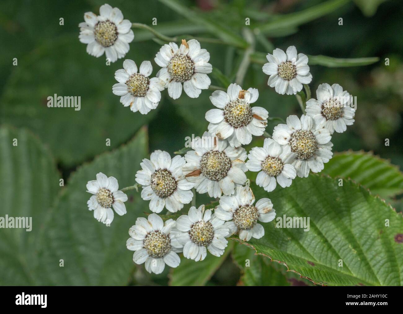 L'Achillea, achillée ptarmique, Sneezewort en fleurs en vieux prés, prairies humides, Dorset. Banque D'Images