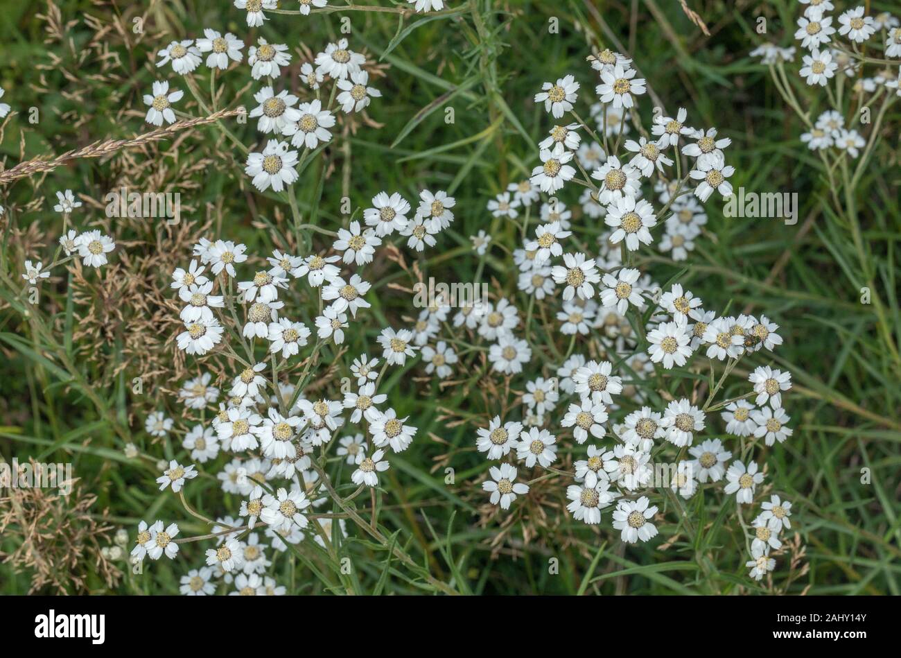 L'Achillea, achillée ptarmique, Sneezewort en fleurs en vieux prés, prairies humides, Dorset. Banque D'Images