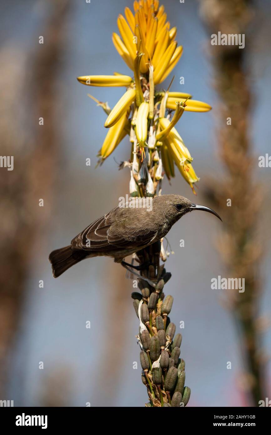 Souimanga femelle, Zimanga Game Reserve, Afrique du Sud Banque D'Images