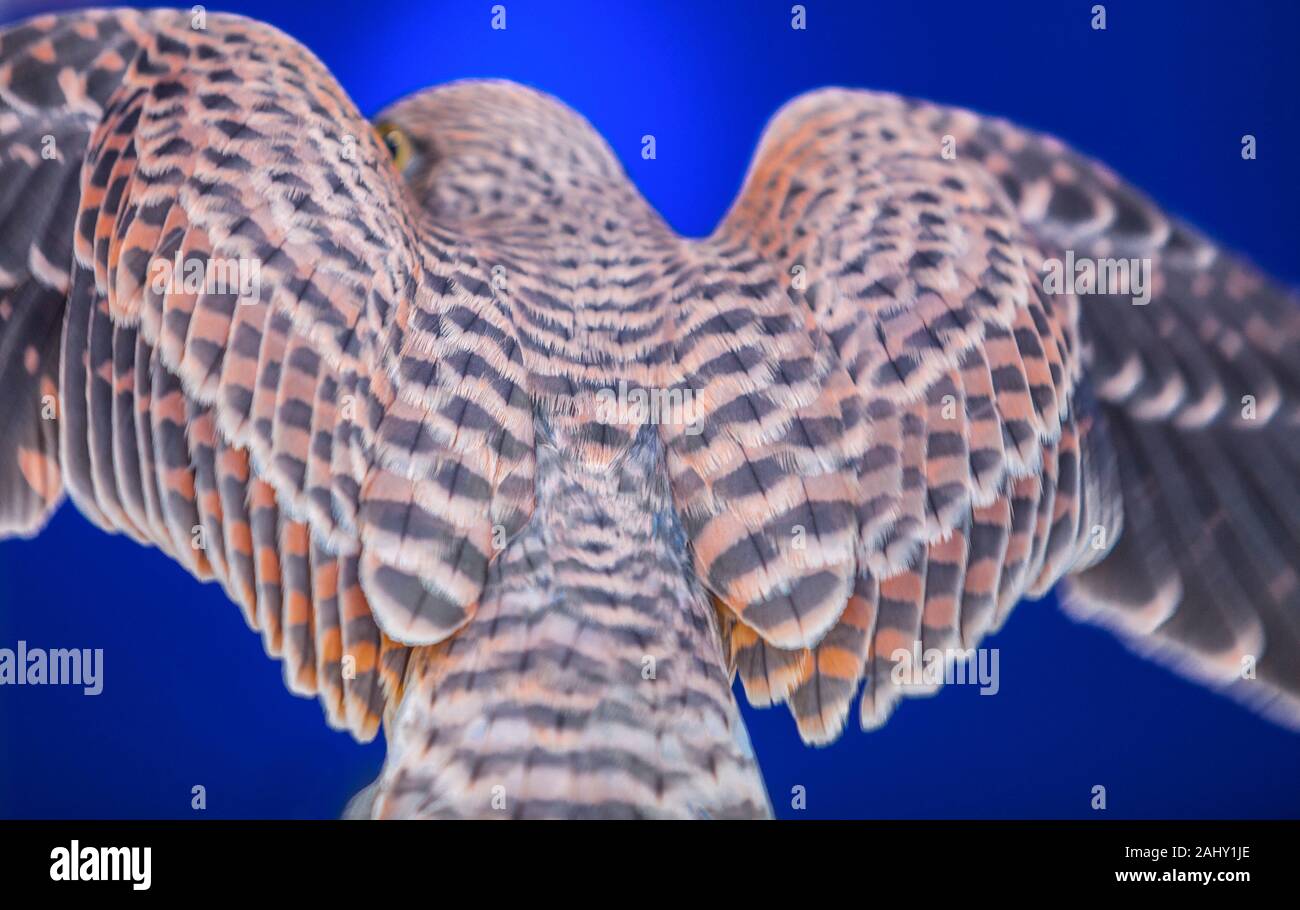 La moitié des ailes de faucon crécerellette femelle. Flou de mouvement sur fond bleu. Banque D'Images