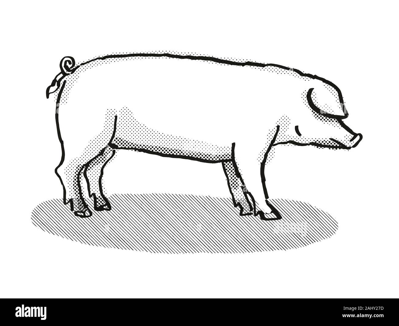 Sanglier Blanc Banque D Image Et Photos Alamy