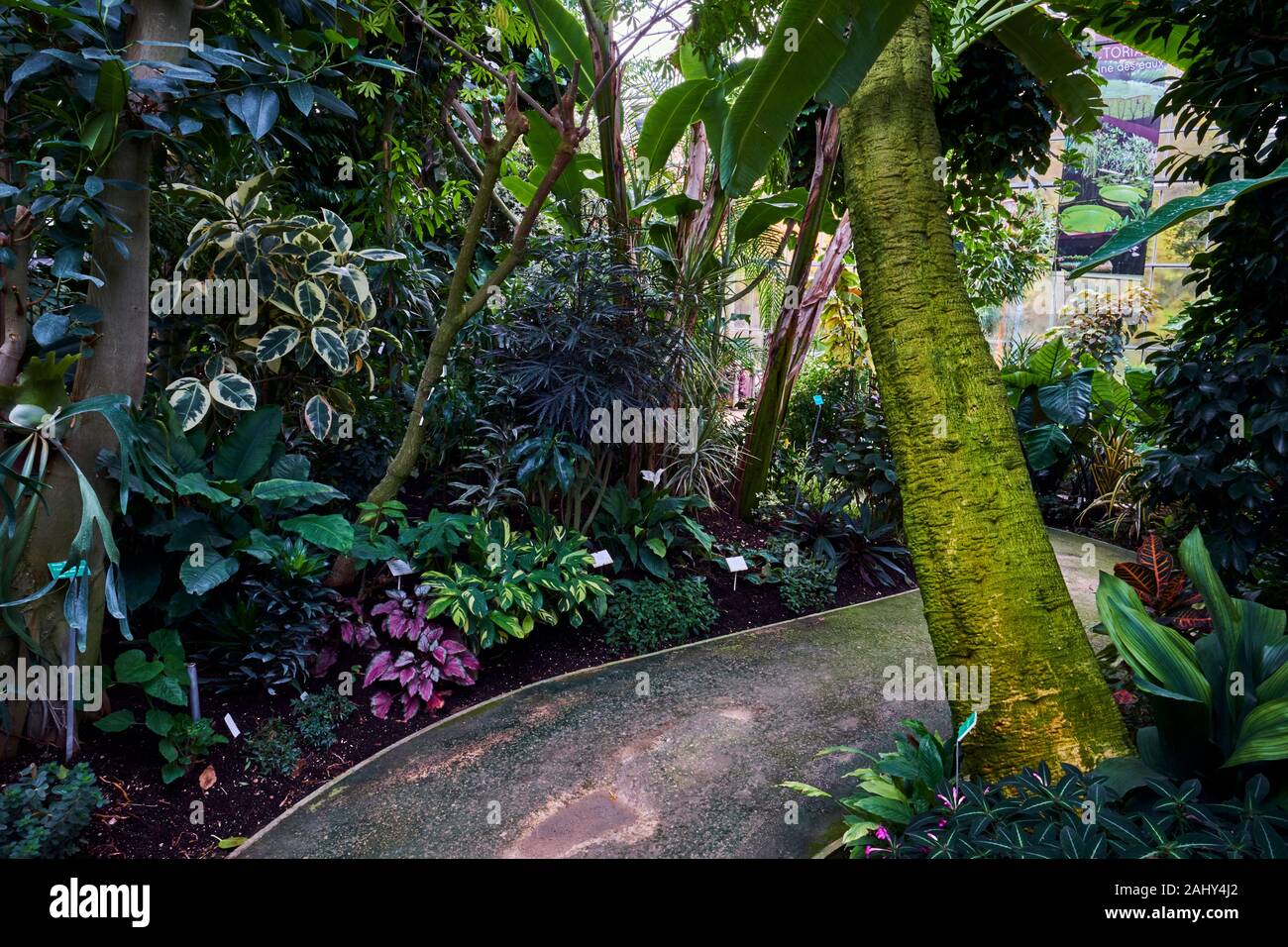 France, Bourgogne, Yonne, Sens, moulin à tan park et jardin, serre tropicale Banque D'Images