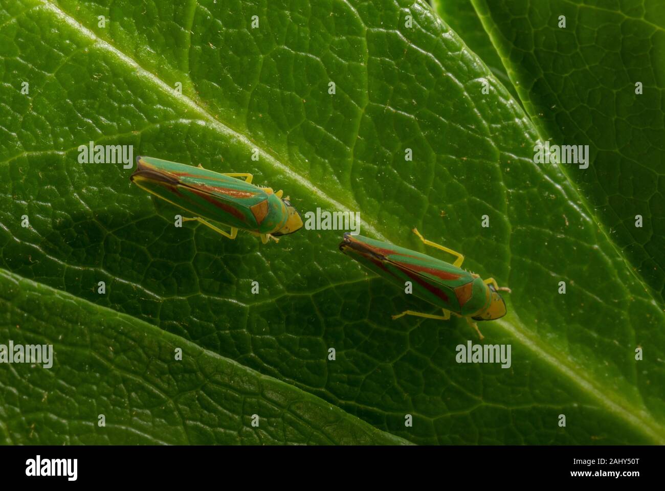 Graphocephala fennahi cicadelles, Rhododendron, le Rhododendron ponticum. Introduit à partir de la France. Banque D'Images