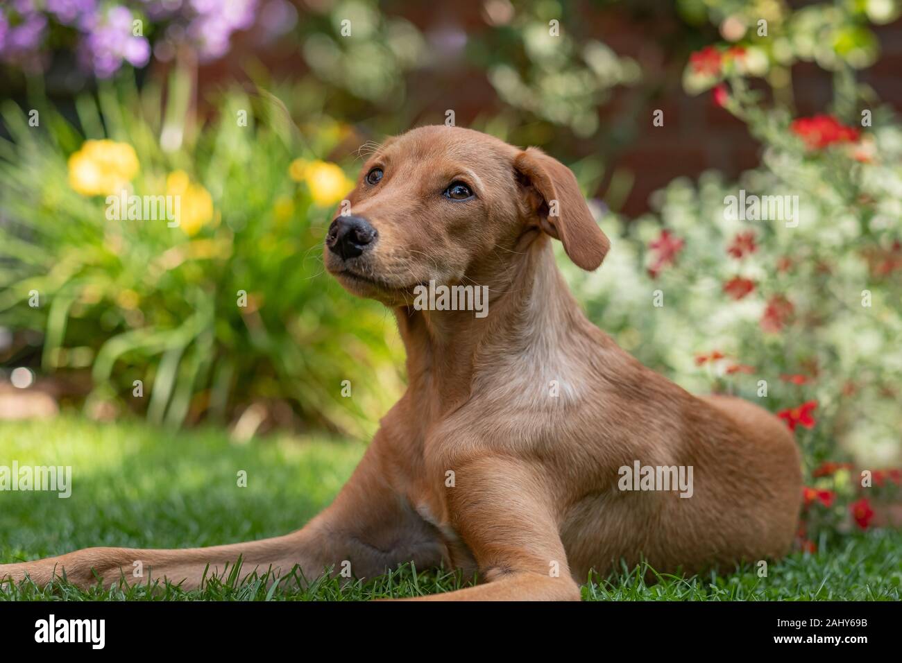 Portrait de jeune chien podenco dans un jardin en été Banque D'Images