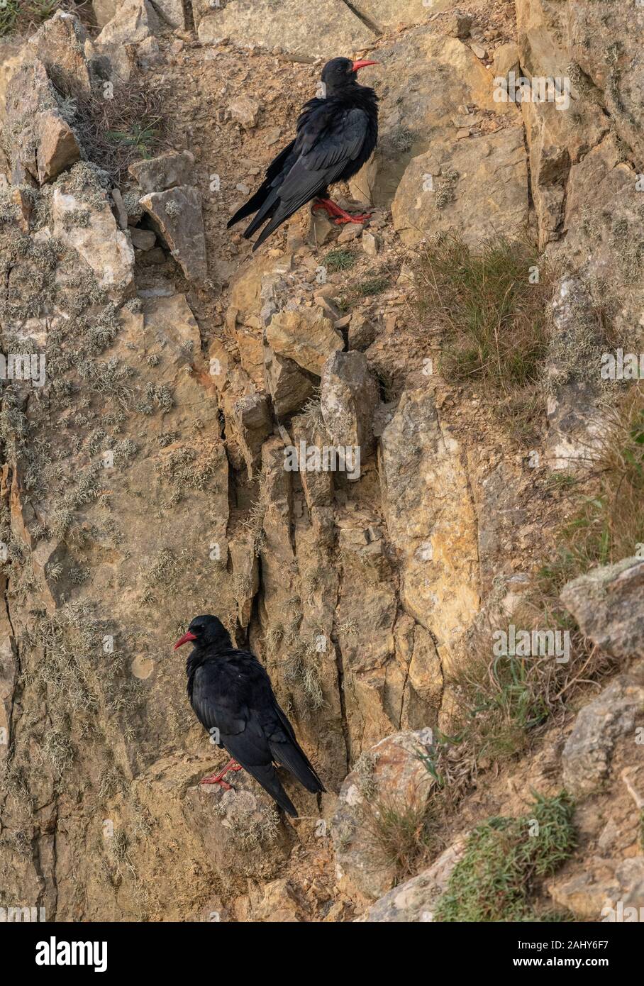 Paire de choughs Pyrrhocorax graculus, commune, sur la côte de falaise, de l'habitat près de Marloes, Pembrokeshire. Banque D'Images