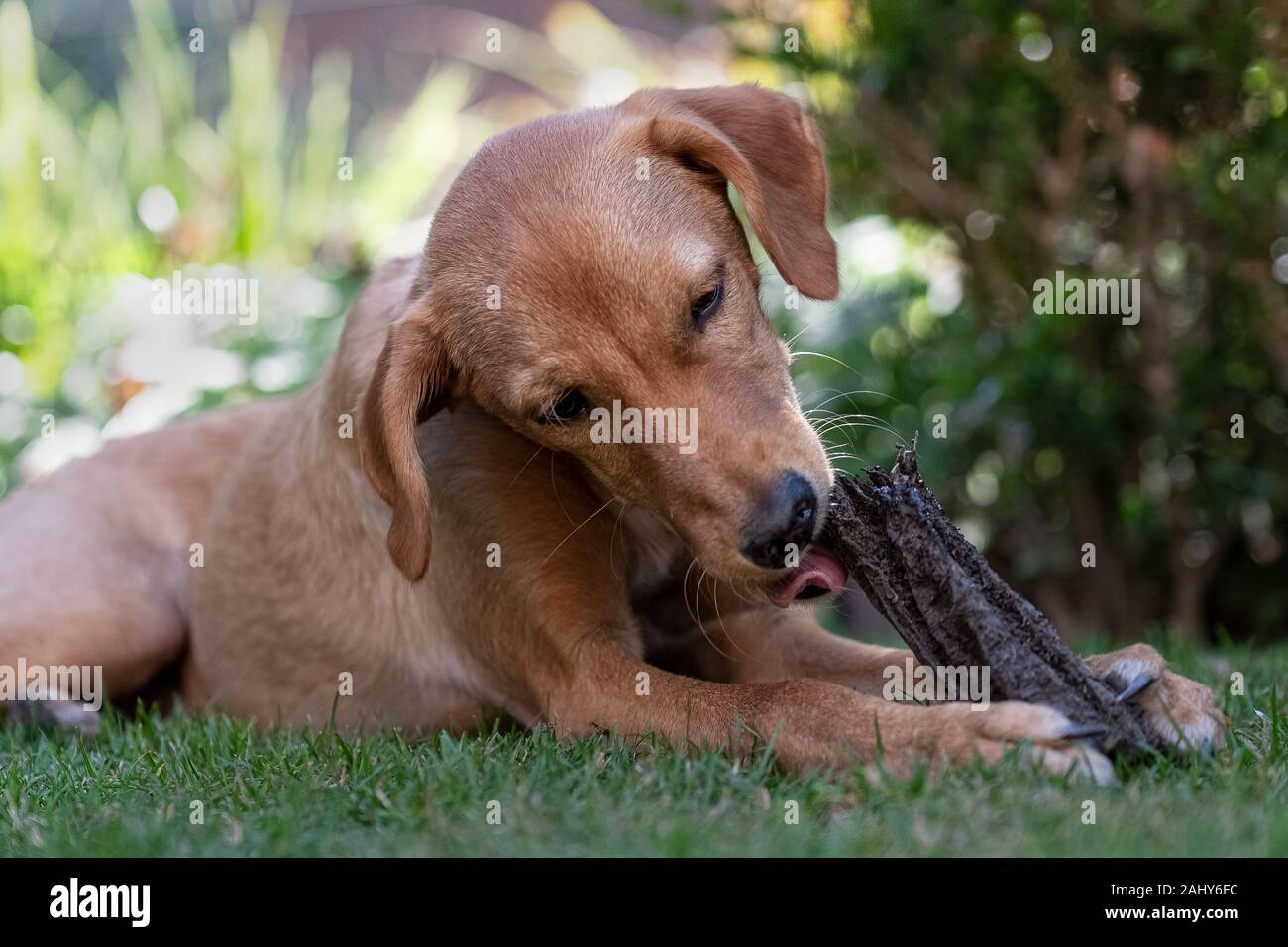 Close-up of dog podenco à mâcher sur un morceau de bois dans un jardin en été Banque D'Images