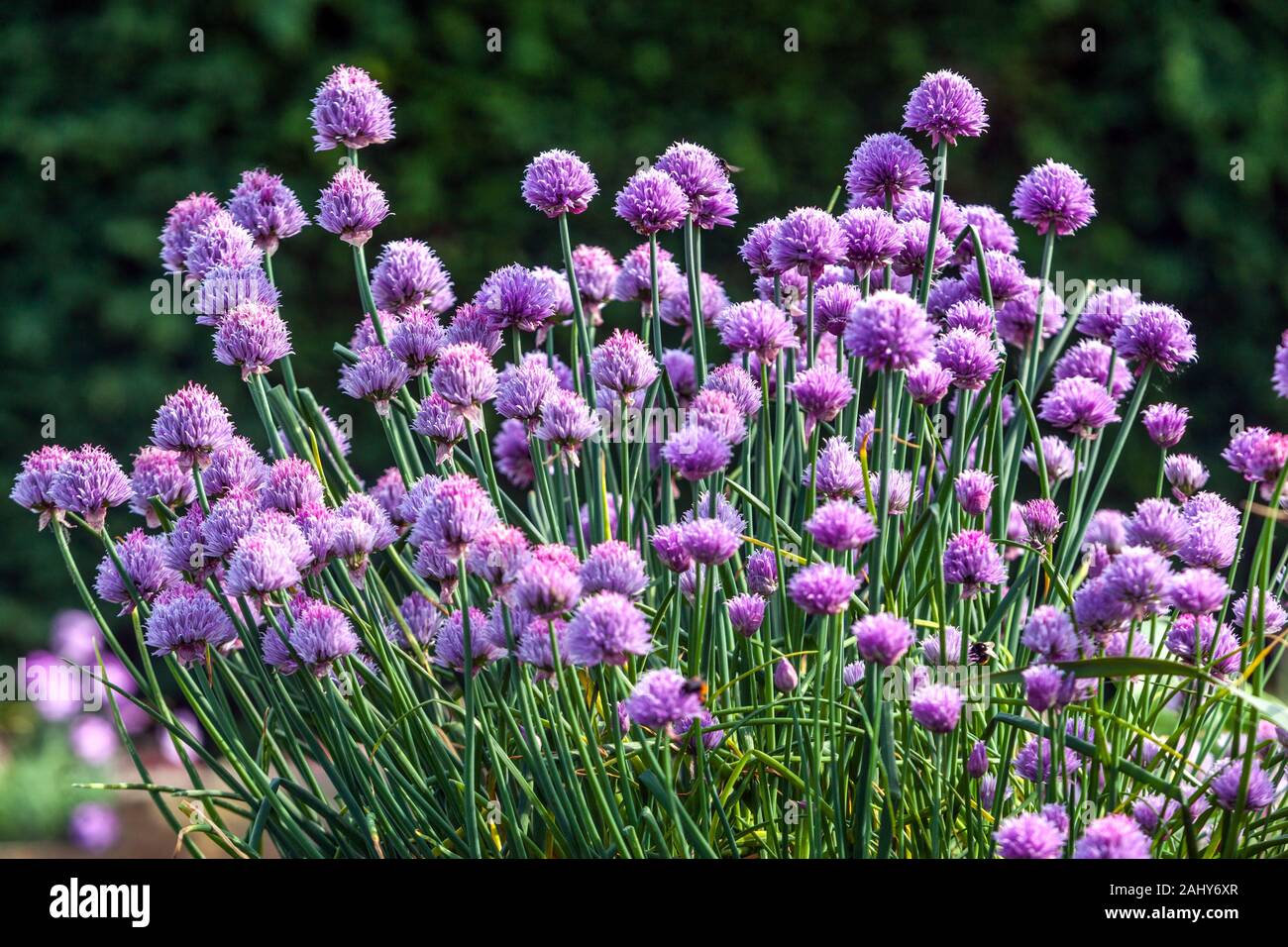 Le jardin potager Purple Chives fleuris en juin Banque D'Images
