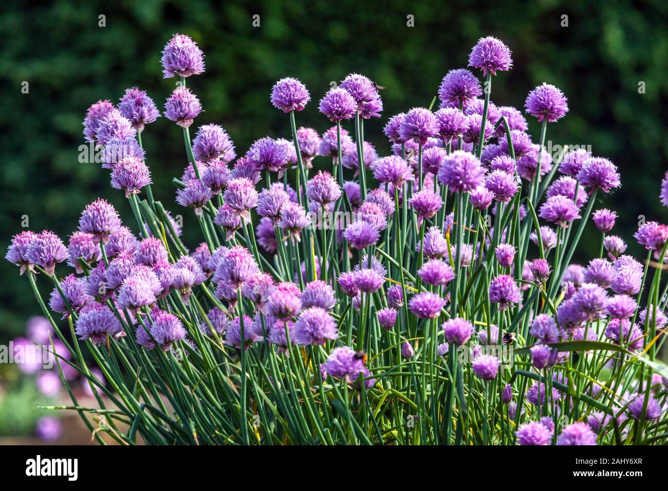 Purple Chives jardin potager fleurs de juin Chives Garden Banque D'Images