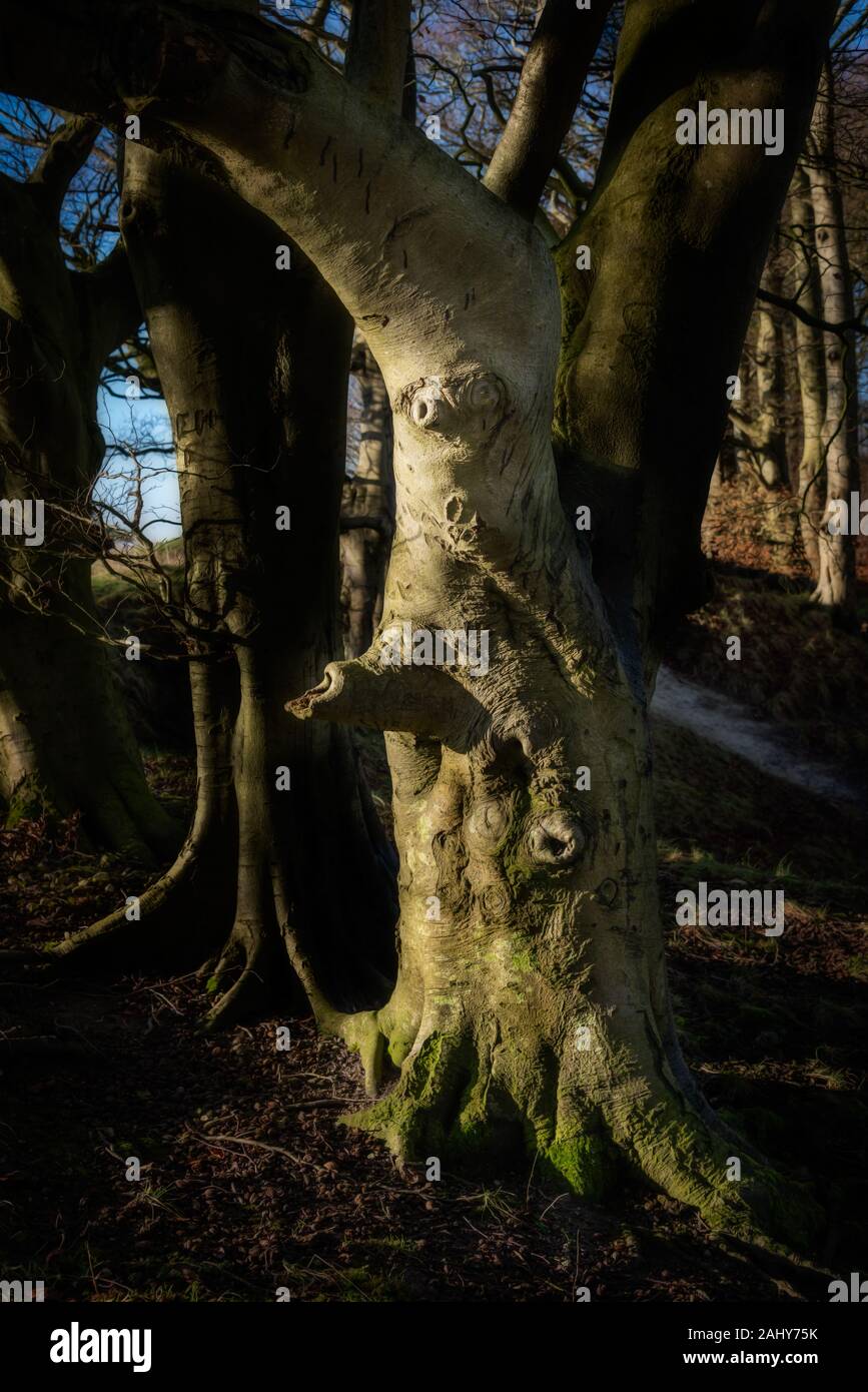 Une peur à tree Banque D'Images