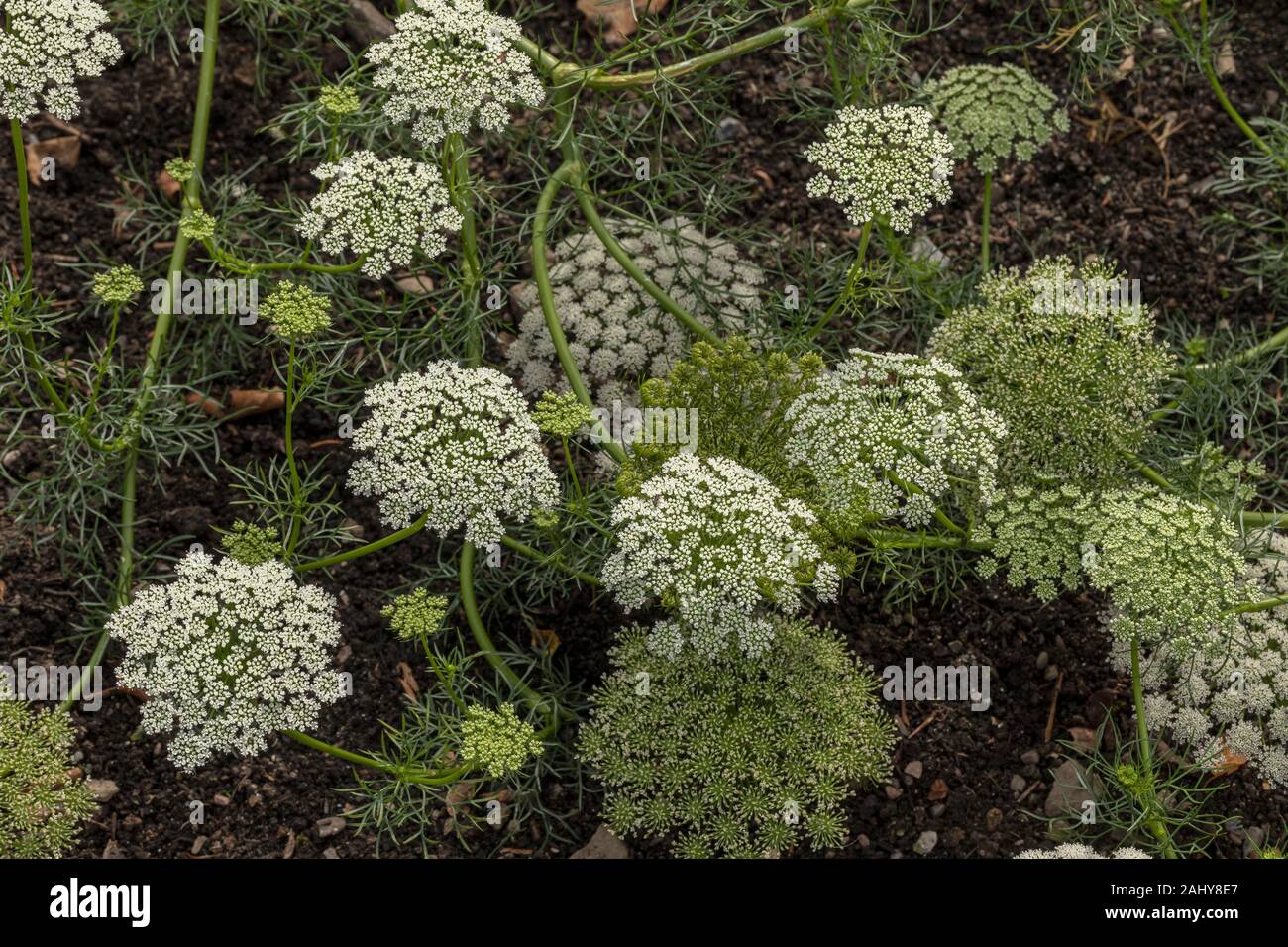 Cure-dent-plante, Ammi visnagi "blanc", en fleurs et fruits. Banque D'Images