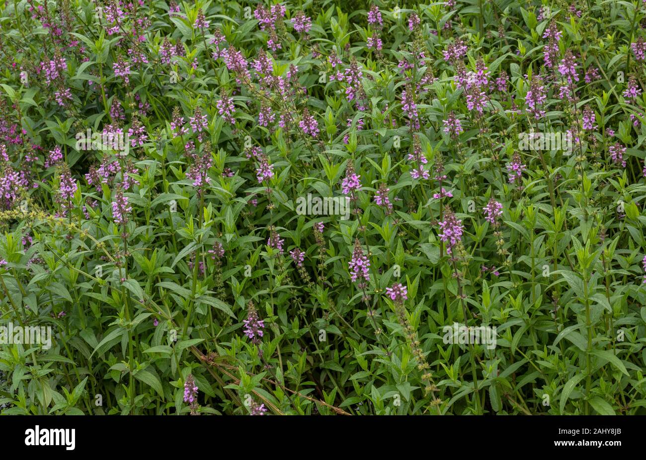 Marsh Woundwort, Stachys palustris, en fleurs en marsh autour d'un étang. Banque D'Images