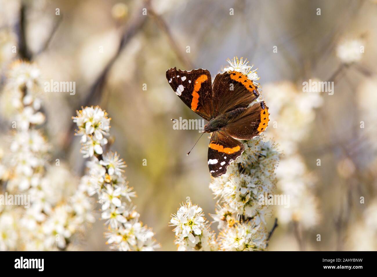 Vulcain (Vanessa atalanta) butterfly sitting on white blossom dans arbre fleurissant au printemps, Bade-Wurtemberg, Allemagne Banque D'Images