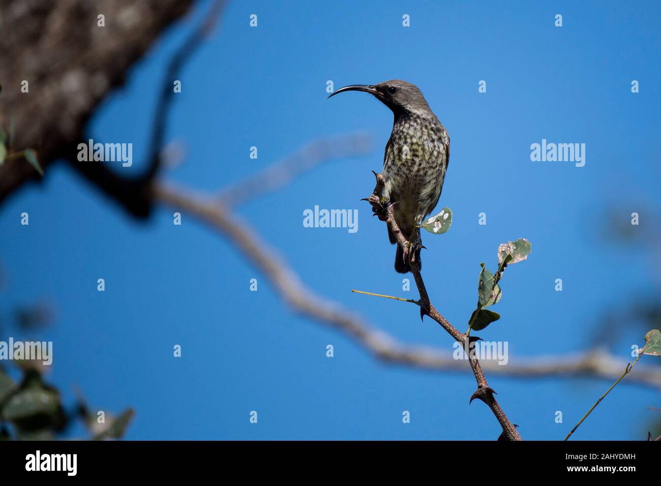 Souimanga femelle, Zimanga Game Reserve, Afrique du Sud Banque D'Images