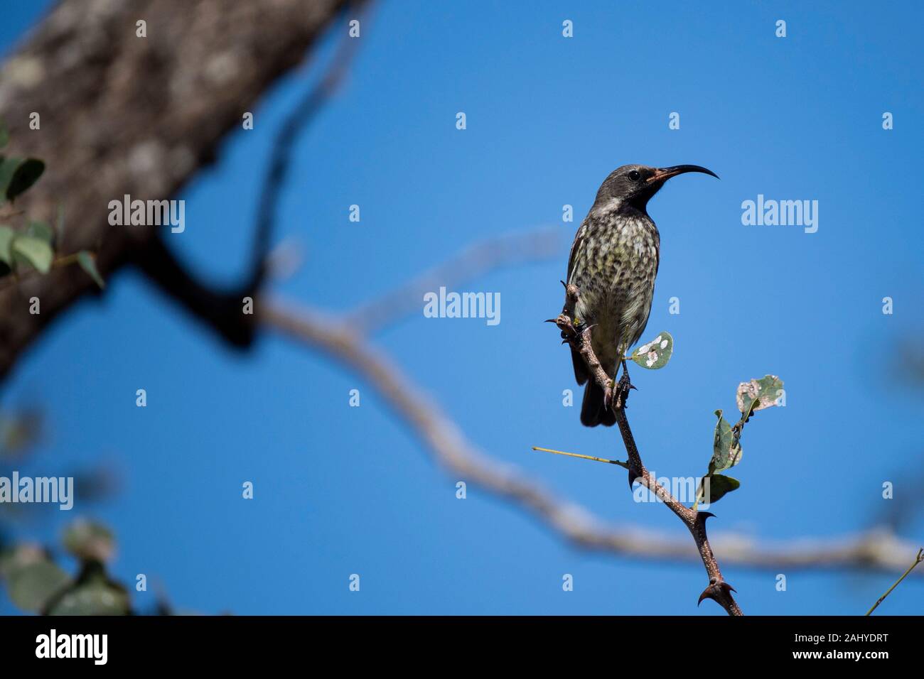 Souimanga femelle, Zimanga Game Reserve, Afrique du Sud Banque D'Images