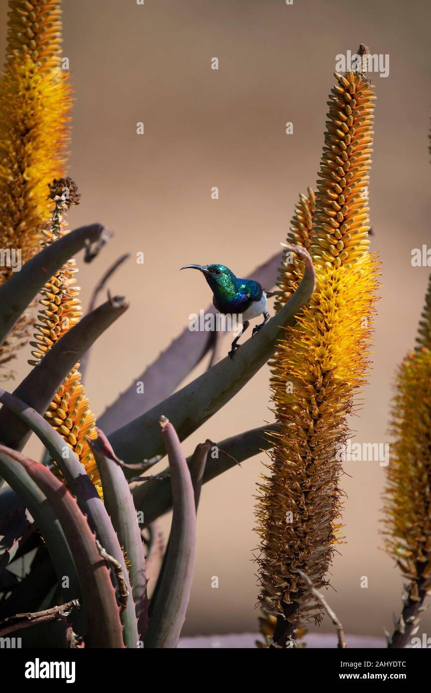 Zimanga Game Reserve, Afrique du Sud Banque D'Images