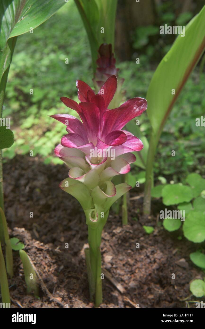 Turmeric plant curcuma longa flower Banque de photographies et d'images à  haute résolution - Alamy