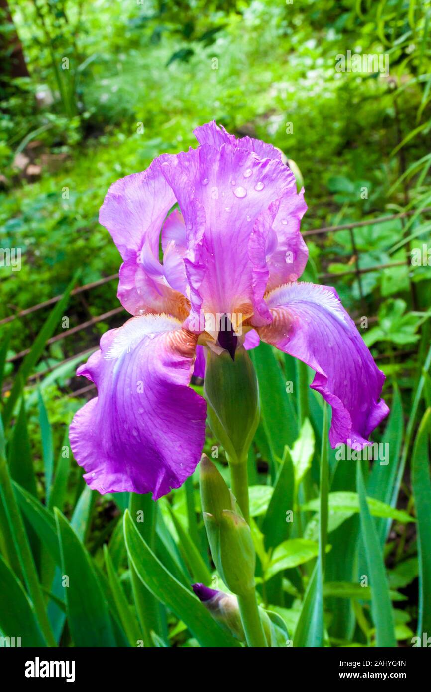 Iris mauve fleur plante libre sur fond vert de jardin Banque D'Images