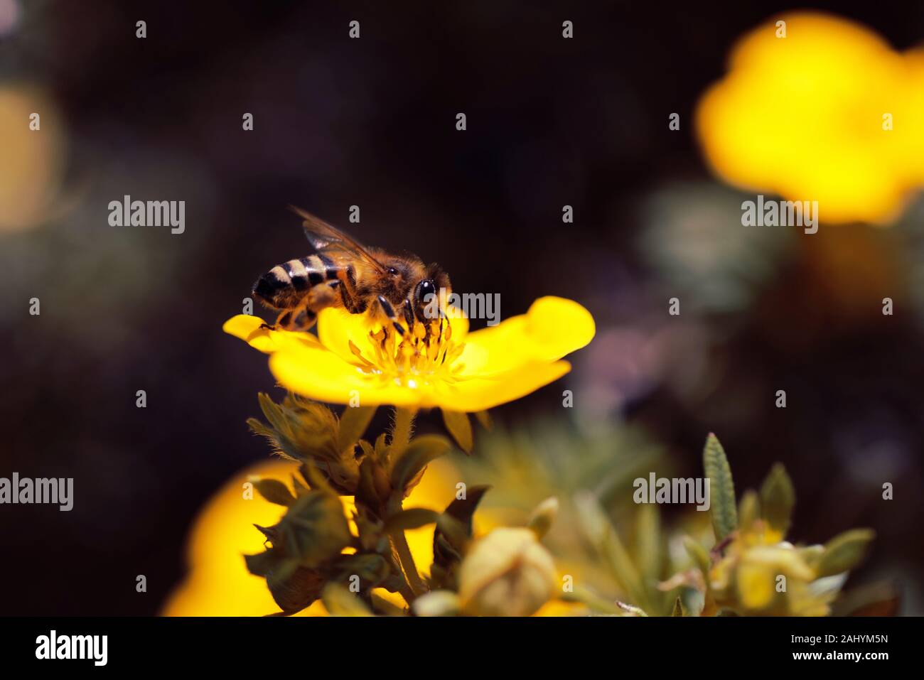 L'abeille jaune et quête de la renoncule rampante Banque D'Images