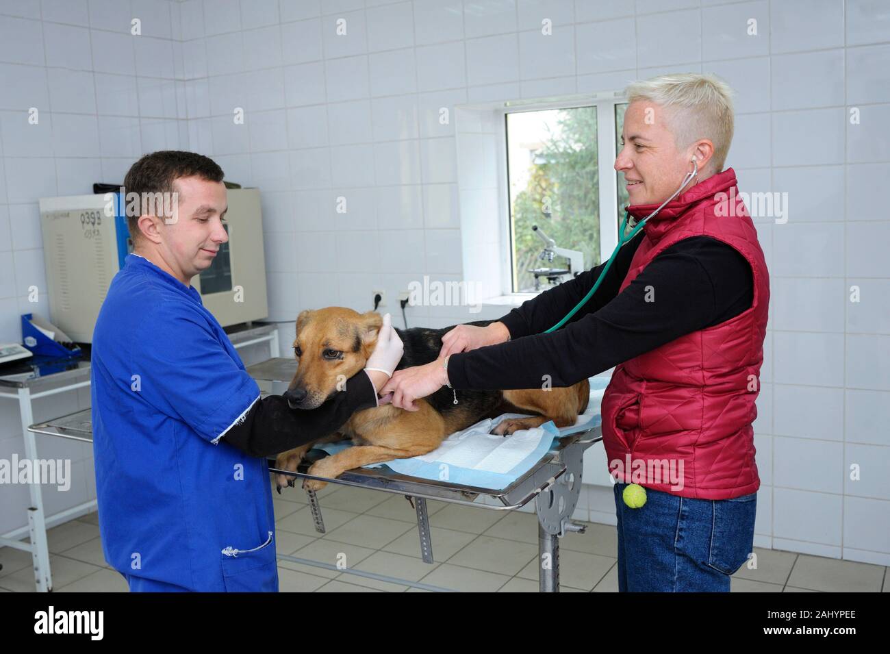 À l'office vétérinaire. Contrôle vétérinaires chien errant à l'aide de stéthoscope. Le 4 octobre 2019. Le refuge municipal. Kiev, Ukraine Banque D'Images