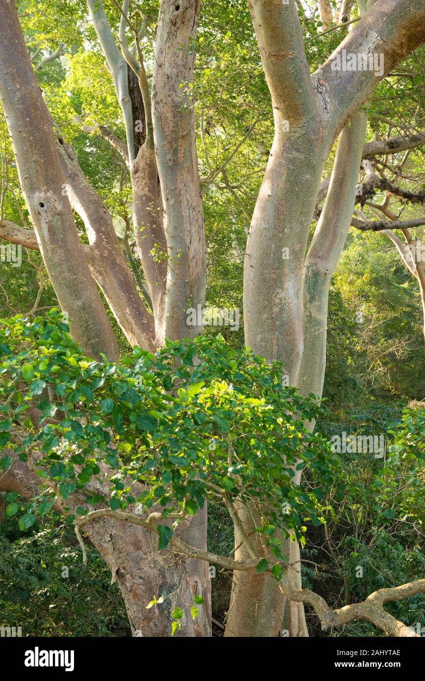 La forêt à pied, uMkhuze Fig Game Reserve, Afrique du Sud Banque D'Images