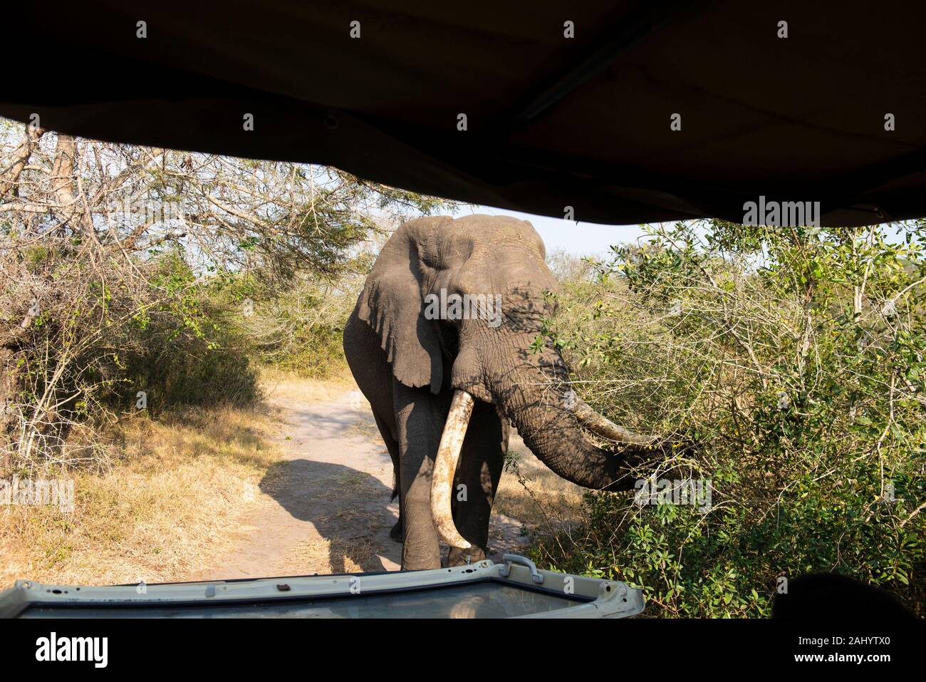 Les touristes en safari véhicule regardant un éléphant d'Afrique, Loxodonta africana africana, Tembe Elephant Park, Afrique du Sud Banque D'Images