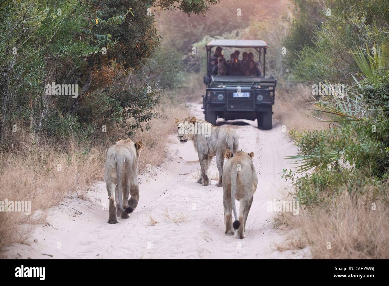 Les touristes en safari à la recherche de véhicule au lions, Panthera leo, Tembe Elephant Park, Afrique du Sud Banque D'Images