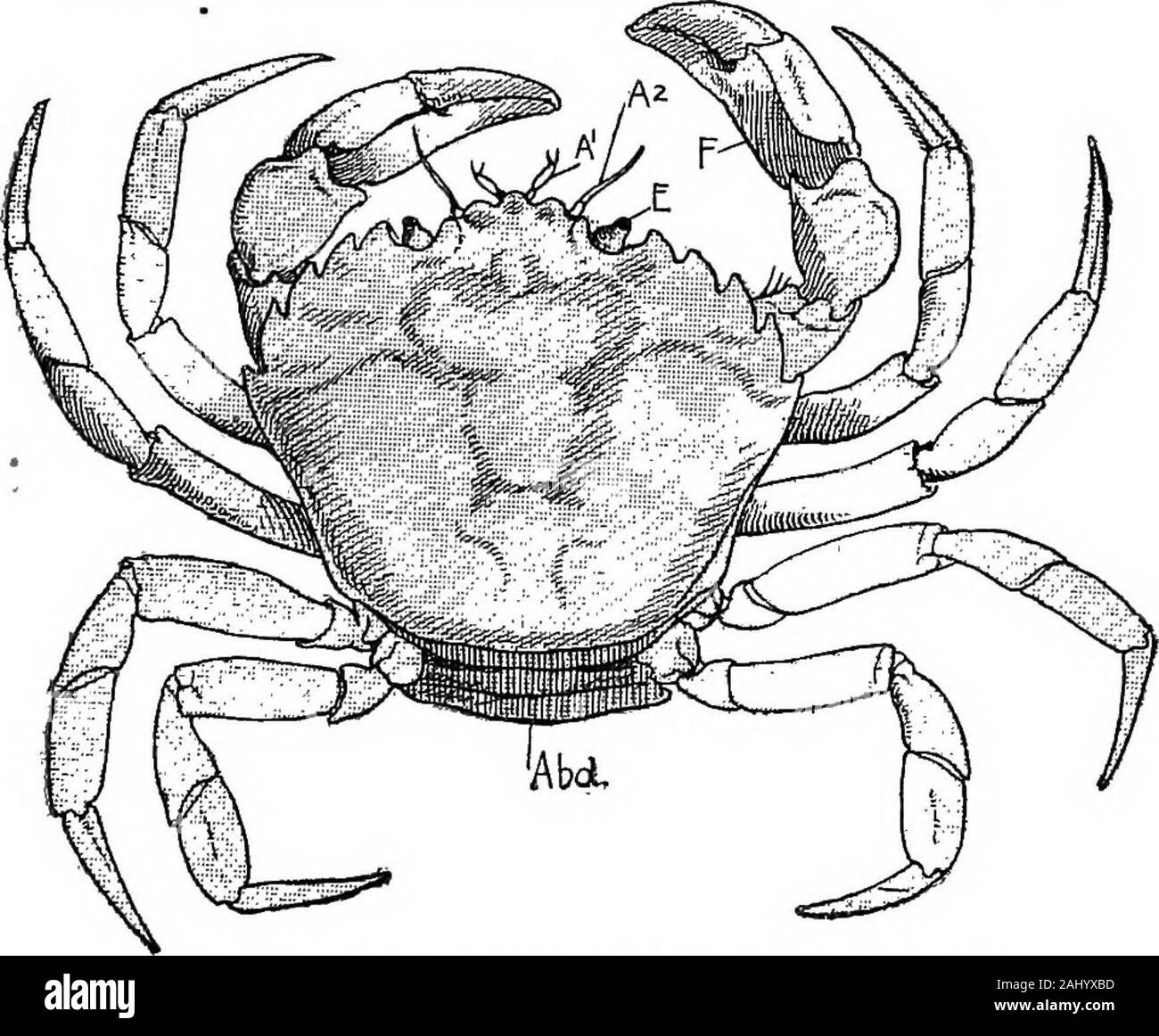Contours de la zoologie . Fig. 150.-partie dorsale de swimming crab (Portunus).p.. Pagayez ; ^ia., de l'abdomen ; /41.,antennules ; /"2., des antennes, des yeux. ^ ; ; i., forceps. Fig. 151.-partie dorsale de {crabe Carcinus).Abd., de l'abdomen ; UN^., antennules ; UN^., des antennes ; E., yeux ; F., forceps. 298 embranchement des Arthropodes. Lorsque la chambre branchiale est ouvert les grandes branchies pyramidale, areseen l'épée longue également epipodite en forme (flabellum) de l'firstmaxillipede ce qui semble aider la ramasseuse-presse, la plus petite et mobileepipodites la charge de la deuxième et troisième maxillipedes, et la large Banque D'Images