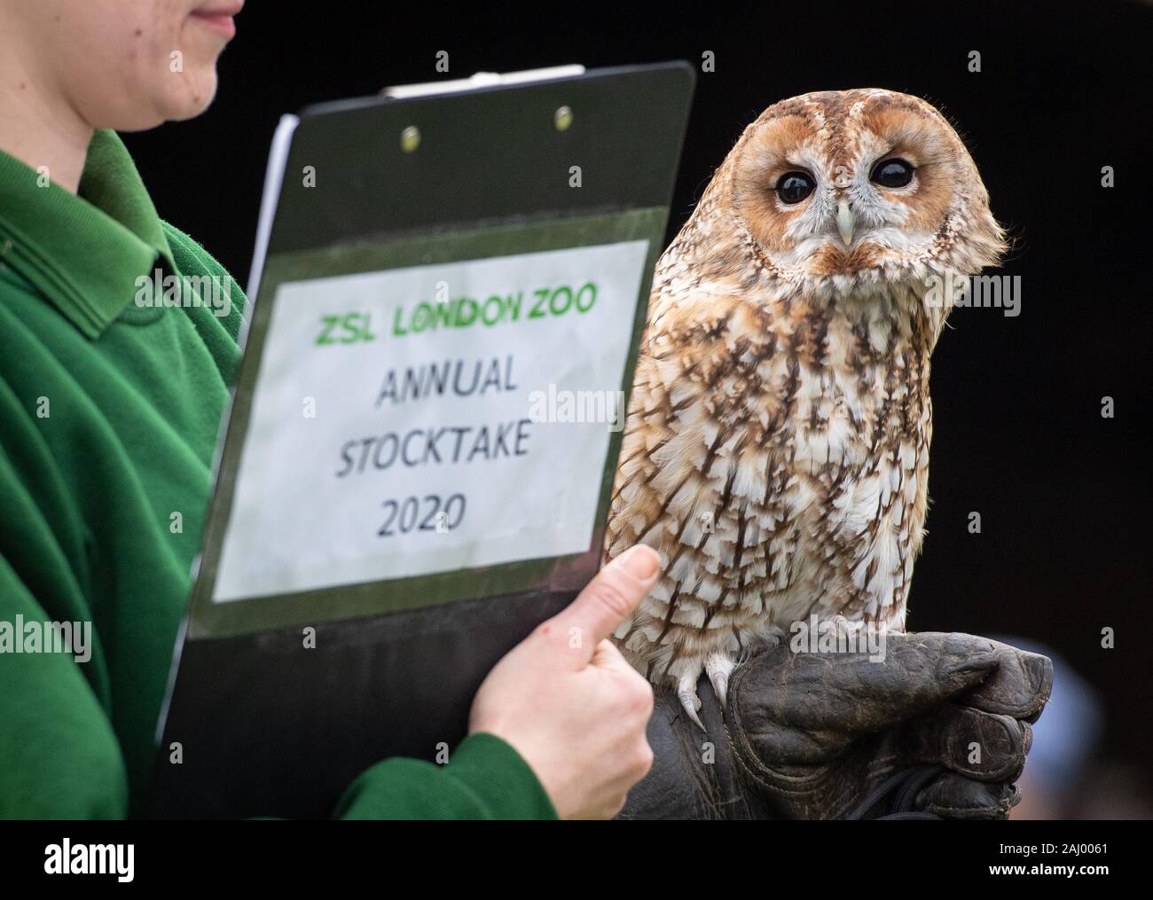 Owlberta La Chouette hulotte pairs autour d'un gardien au cours de l'inventaire annuel au ZSL Zoo de Londres dans le centre de Londres. Banque D'Images