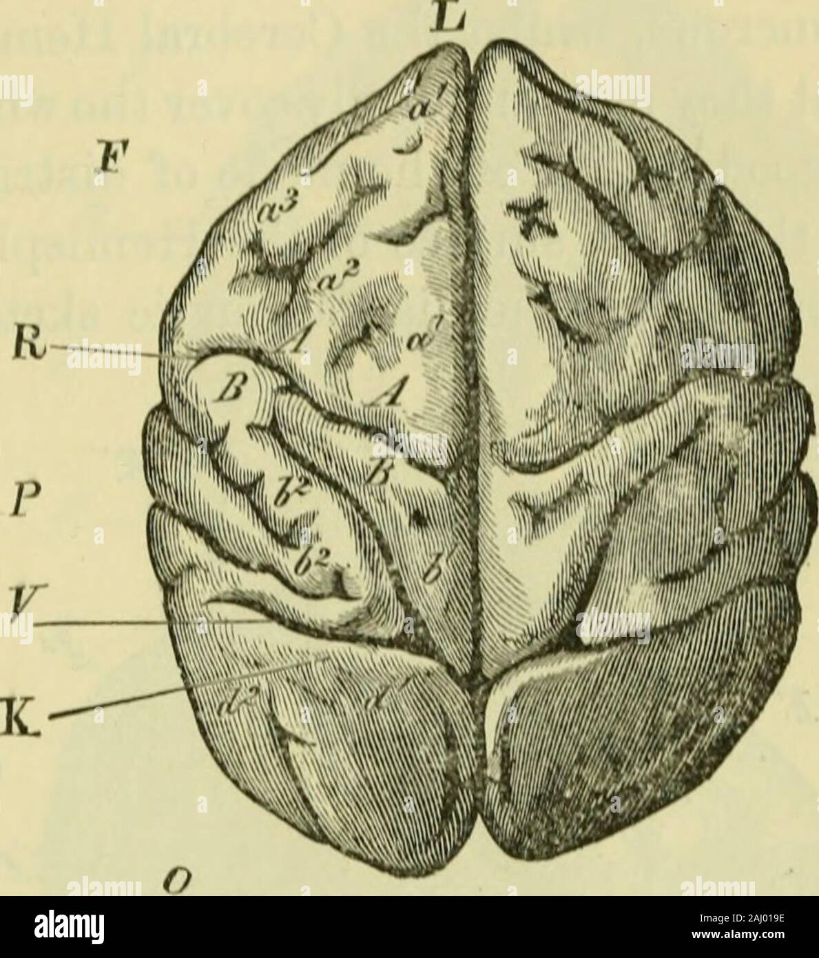 Le cerveau comme un organe de l'esprit . )Y iians vitiioit mérite, il n'a pas été couramment. adopté.) Fissures perpendiculaire externe. Jhe cerveau du singe hurleur est aussi remarkal)le pour l'extrême arrière de l'extension Sylvian Fissun^s [v, v), chacun presque reacli(&gt;s le haut et le bord intérieur de l'hémisphère. * Ti-occcd ioulog /de.. Soc. 18(5• !, p.^ .VA !), C. xxix. 292 LE CERVEAU DE QUADRUMANES. Dans les capucins, parmi les singes du nouveau monde, comme wellas dans l'ancien monde Chien-comme des formulaires, à savoir, les babouins, singes macaques, et bon, avec la Gib-bons (qui ar Banque D'Images