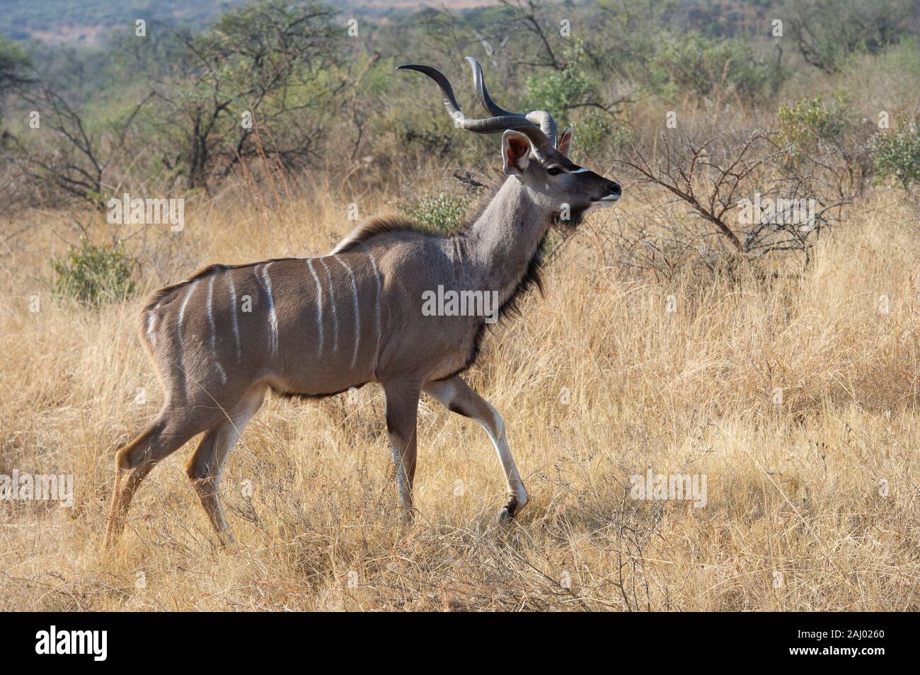 Bull, grand koudou Tragelaphus strepsiceros, Nambiti Game Reserve, Afrique du Sud Banque D'Images